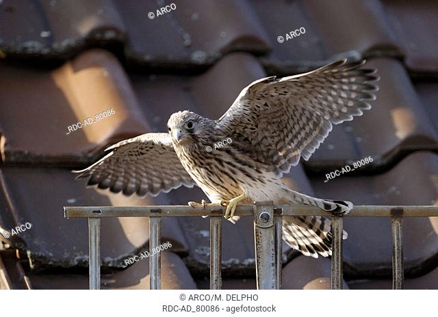 Young Common Kestrel Hessen Germany Falco tinnunculus