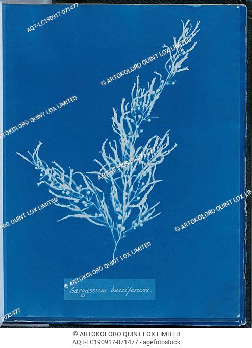 Anna Atkins, English, 1797-1871, Sargassum bacciferum, 1843 or 1844, cyanotype, Page: 10 3/8 × 8 1/8 inches (26.4 × 20.6 cm)