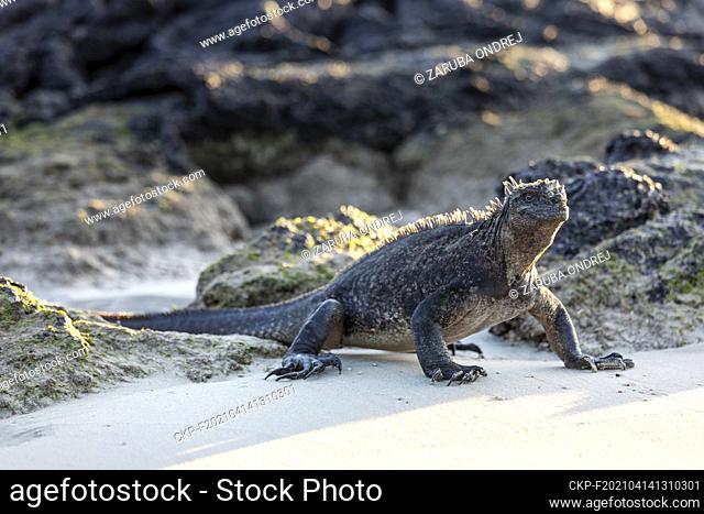 Galapagos marine iguana. One of the endemit on islands. It looks like monster. Isabela island  (CTK Photo/Ondrej Zaruba)