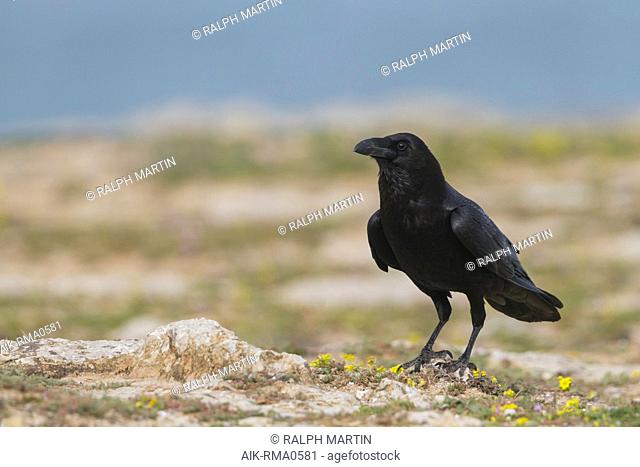 Adult Common Raven (Corvus corax tingitanus) standing on the ground in Morocco