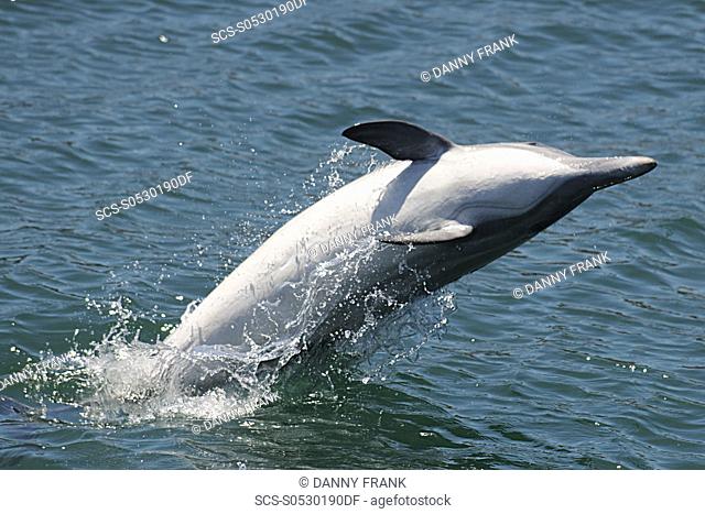 short beaked common dolphin delphinus delphis breaching, breach, Monterey bay national marine sanctuary, California, usa, east pacific ocean
