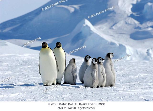 ANTARCTICA, WEDDELL SEA, SNOW HILL ISLAND, EMPEROR PENGUINS Aptenodytes forsteri, ADULTS WITH CHICKS ON FAST ICE