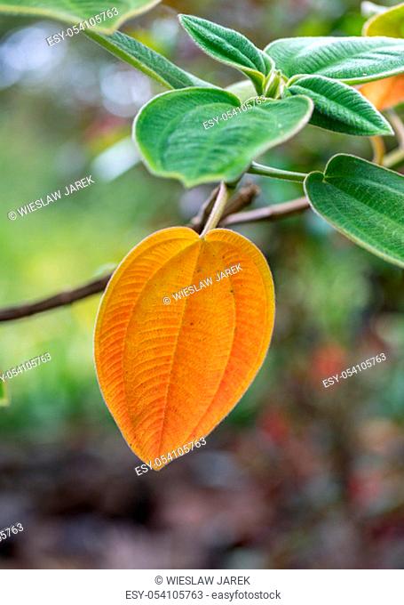Orange leaf of Tibouchina grandiflora in garden. It's popular in Florida. Native to Brazil