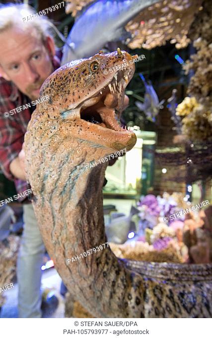 18.06.2018, Mecklenburg-Vorpommern, Stralsund: Preparator Martin Jost sets up a documentary sculpture of a Murane at the artificial coral reef in the museum