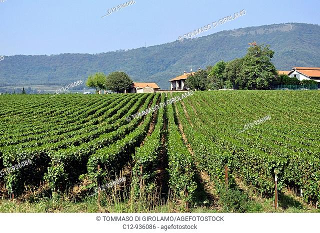 Italy, Province of Brescia, Lombardy. Franciacorta, Vineyard