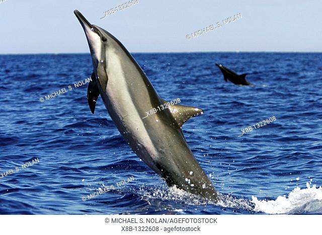 Adult Hawaiian Spinner Dolphin Stenella longirostris head-slapping possibly to remove the remora attached to its chest in the AuAu Channel between Maui and...
