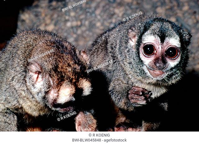 douroucouli, night monkey, humboldt's night monkey Aotus trivirgatus, eating