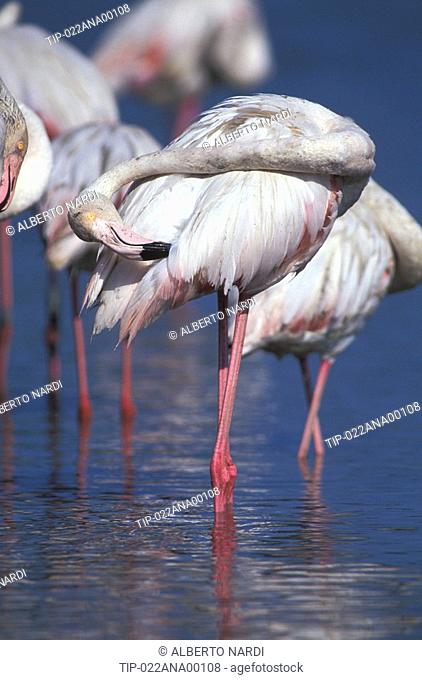 Spain, Andalusia, Coto Donana national park. FlamingosPhoenicopterus ruber