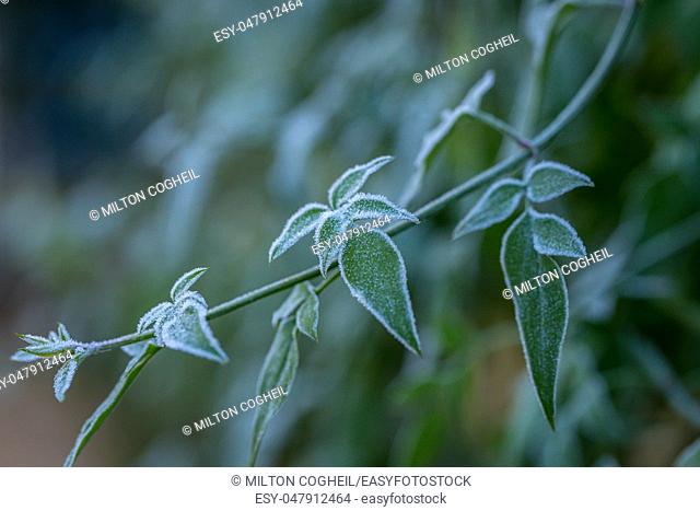 Ice crystals (hoar frost) on green plant leaves