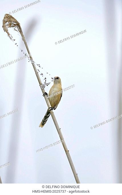 Romania, Danube Delta listed as World Heritage by UNESCO, Bearded Tit (Panurus biarmicus), female perched on a reed stem feeding on insects trapped in a spider...