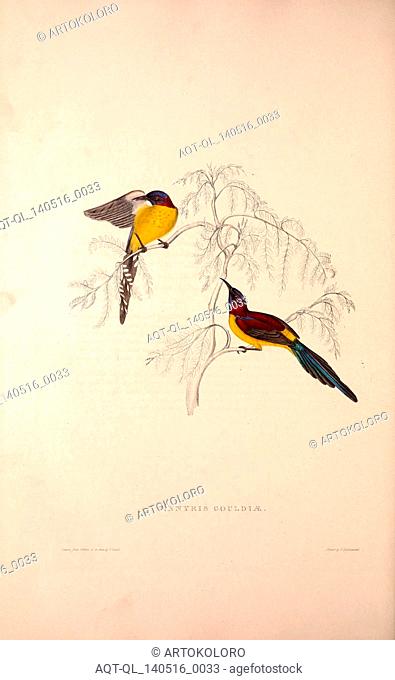 Cinnyris Gouldiae, Blue-throated Simla Yellow-backed Sunbird. Birds from the Himalaya Mountains, engraving 1831 by Elizabeth Gould and John Gould