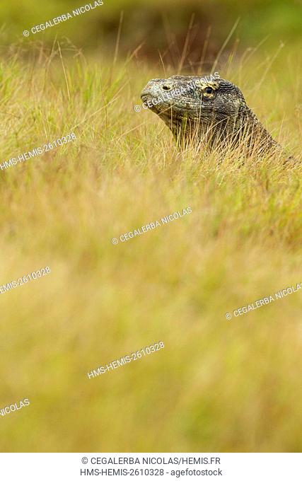 Indonesia, East Nusa Tenggara, Rinca Island, Komodo National Park listed as World Heritage by UNESCO, Komodo Dragon (Varanus komodoensis) in the savannah