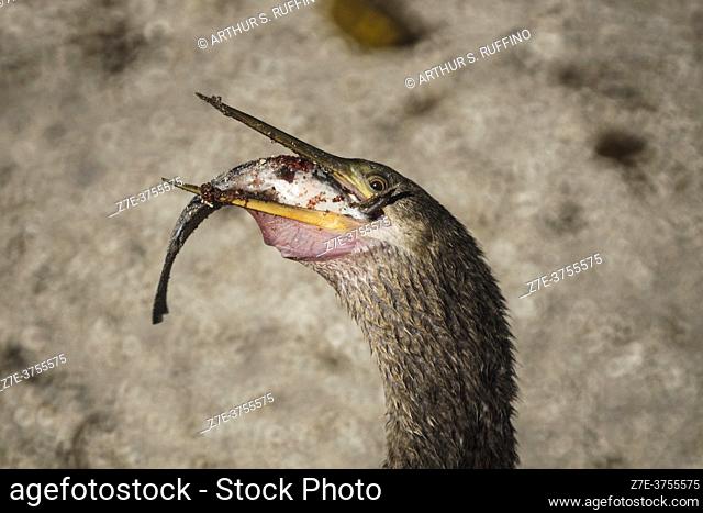 How to eat a freshly caught fish. Anhinga eating ettiquette. Florida, U. S. A. , North America