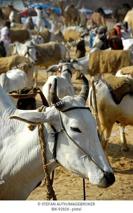 Head of a white cow and many other cows at the market of Karauli Rajasthan India