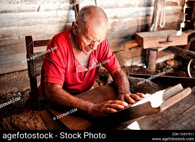 Pinar del Rio, Cuba - December 15, 2016: Alejandro Robaina Tobacco Plantation: An elderly man works on traditional cigar plantage at the cuban tobacco factory