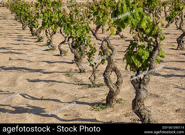 vineyard, Sant Ferran de les Roques, Formentera, Pitiusas Islands, Balearic Community, Spain