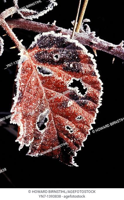 Close up of a blackberry leaf Rubus fruticosis aggregate on a cold winters morning edged with a thick coating of frost