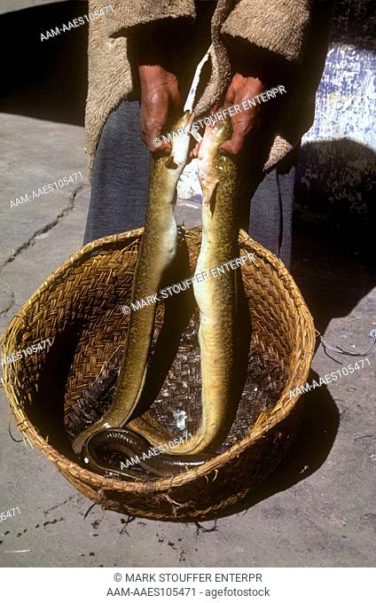 Eels for Sale in Zoma Market, Antananarivo, Madagascar