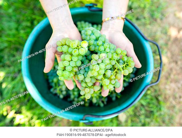 16 August 2019, Rhineland-Palatinate, Neustadt an der Weinstraße: Hands holding grapes of the ""Solaris"" variety in a vineyard in the Geinsheim district above...