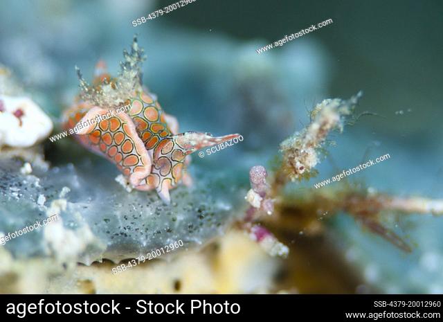 Headshield slug, Sagaminopteron psychedelicum, Moving along some coral, Kapalai, Sabah, Borneo, Malaysia
