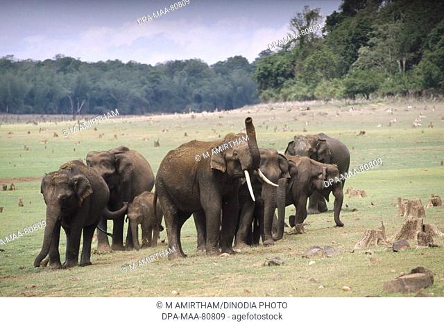 Wild Elephants Elephas maximus tusker , Kabini National Park , Karnataka , india