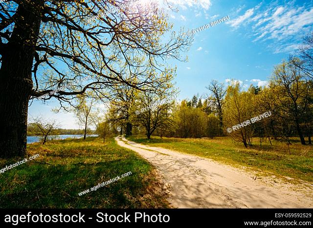 Spring Time In Countryside. Green Young Grass, Trees On Blue Sky Background