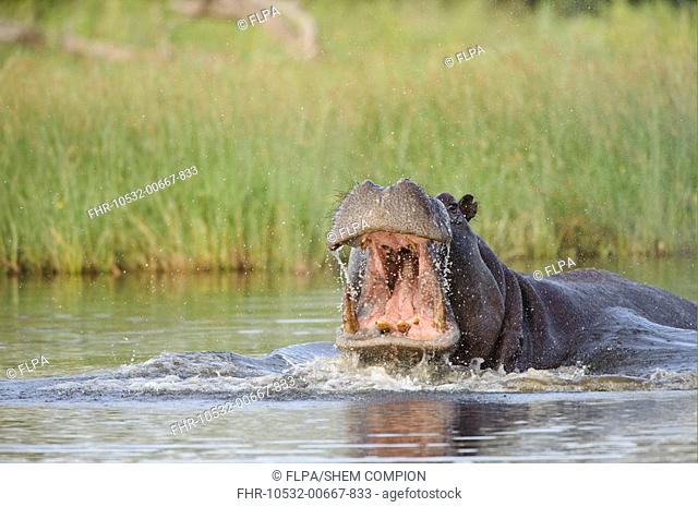 Hippopotamus Hippopotamus amphibius adult, aggressive display in water, Kwando Lagoon, Linyanti, Botswana