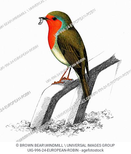 An illustration of an European Robin eating an insect