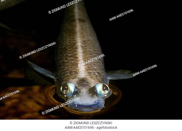 Four-Eyed Fish (Anableps anableps) Mexico, divided Eye, split Vision