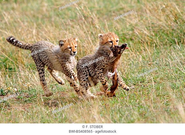 cheetah (Acinonyx jubatus), two cubs playing with the residues of a caught antelope, Kenya, Masai Mara National Park