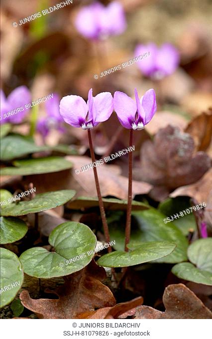 European Cyclamen (Cyclamen purpurascens), flowering plants on the forest floor. Germany