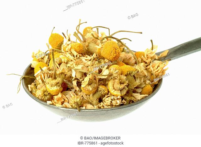 Dried German Chamomile flowers (Chamomilla recutita, Matricaria chamomilla, Matricaria recutita) in a measuring spoon, medicinal plant