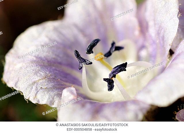 Mandrake (Mandragora officinarum)