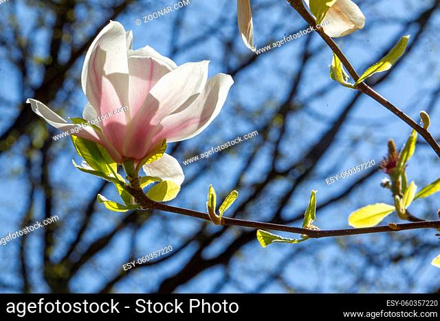 Idyllic sunny day at Japanese garden in Kaiserslautern. Magnolia blossom also  plus Cherry blossom - now !  April 20