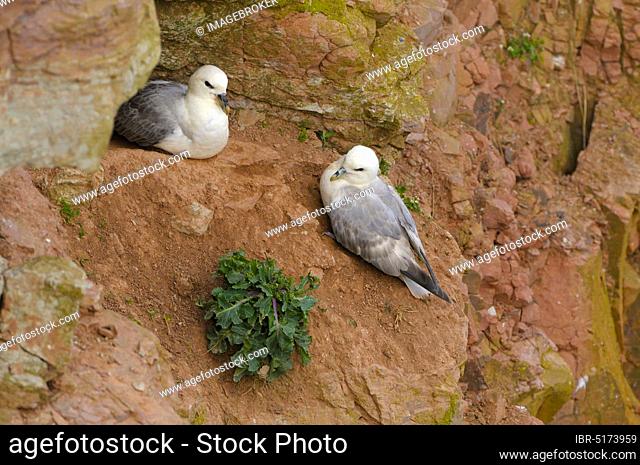 Fulmars, pair, Helgoland, Schleswig-Holstein, Germany, Europe