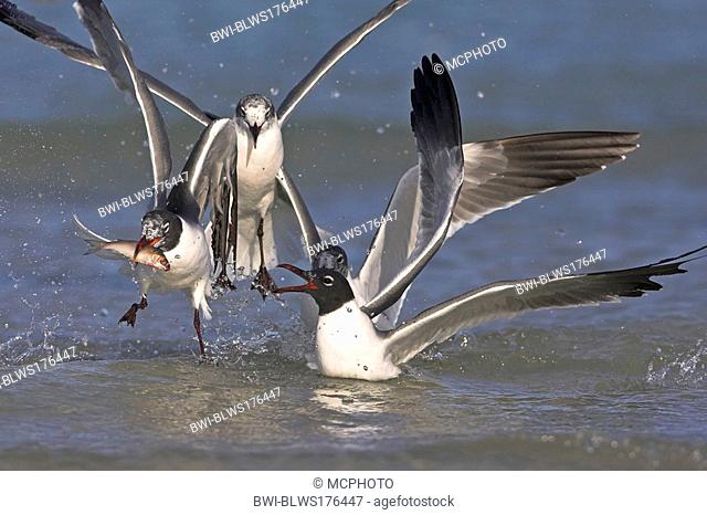 laughing gull Larus atricilla, group fithing for a fish, USA, Florida