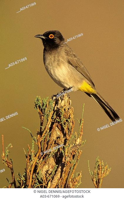 African Red-eyed Bulbul, Pycnonotus nigricans, Richtersveld National Park, South Africa