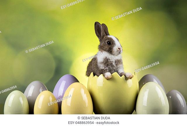 Bunny, rabbit and easter eggs on green background