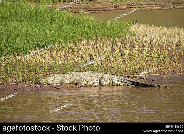 Nile crocodile (Crocodylus niloticus) sleeping in a rice field on the bank of the Tsiribihina River, Tsiribinha River in Menabe, Madagascar, Southeast Africa