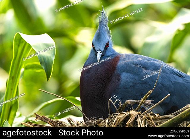 The Victoria crowned pigeon (Goura victoria) is a large, bluish-grey pigeon with elegant blue lace-like crests, maroon breast and red irises
