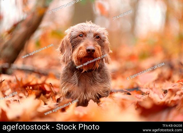 Dachshund in autumn