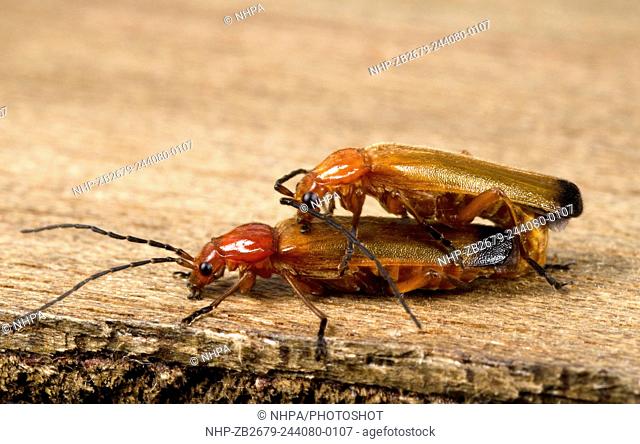 Close-up of a pair of Soldier beetles (Rhagonycha fulva) mating on a wooden panel in a Norfolk garden in summer
