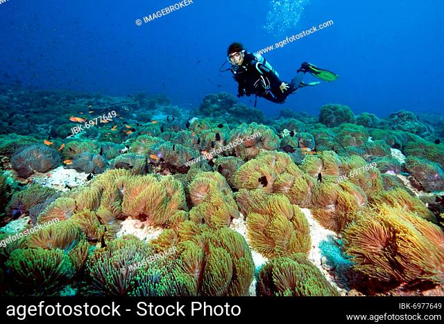 Colony of sebae anemones (Heteractis crispa) on seabed, diver behind, Indian Ocean, Maldives, Asia