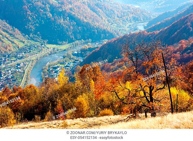 Autumn Carpathian Mountains landscape with multicolored yellow-orange-red-brown trees on slope and Rakhiv town and Tysa river in far below (view from Rakhiv...