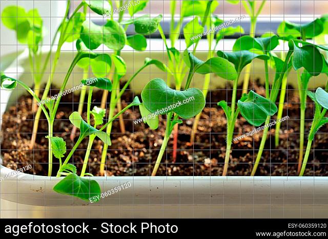 Radish seedlings close up growing on the windowsill in a plastic pot
