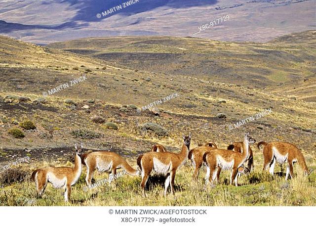 Guanaco Lama guanicoe herd in the patagonian steppe , Chile   Guanaco is a camelid and closely related to the domestic Lama and Alpaca  America, South America