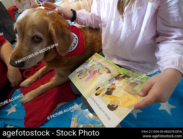 16 September 2021, Schleswig-Holstein, Wedel: A student pets Golden Retriever Emmy during a reading dog lesson. ""Reading Dogs in the North"" helps children who...