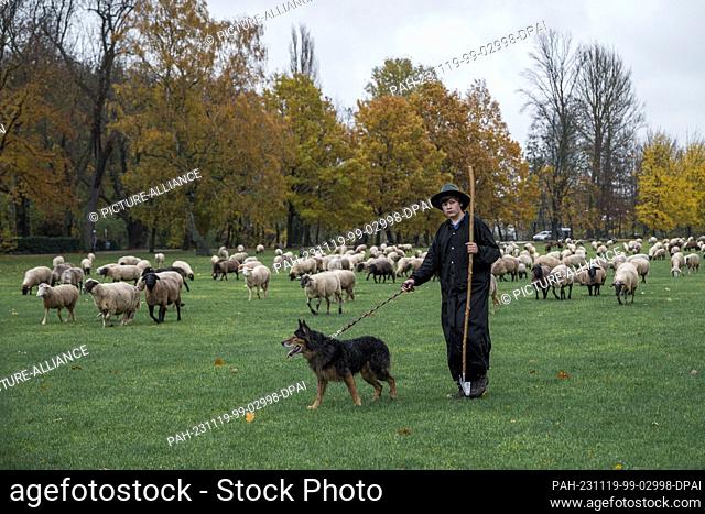 19 November 2023, Bavaria, Nuremberg: Tim Gackstatter, son of shepherd Thomas Gackstatter, walks with the sheep across the Wöhrder Wiese