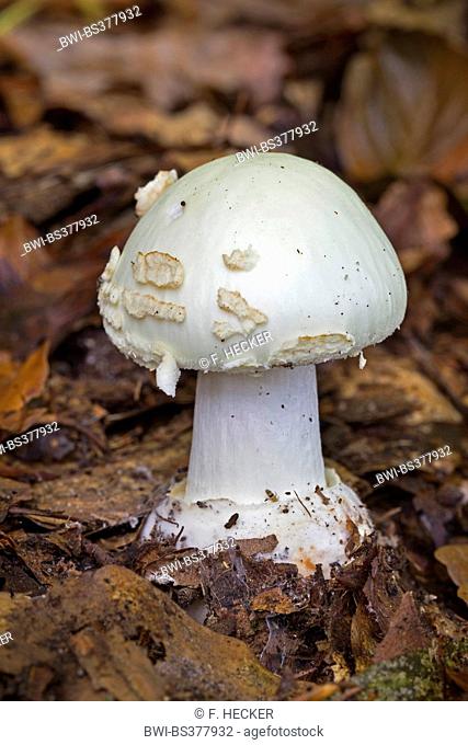 False deathcap (Amanita citrina, Amanita mappa), young fruiting body with closed veil on forest ground , Germany