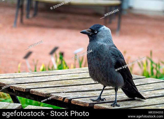 Jackdaw hanging around a cafe for scraps